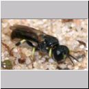 Crossocerus sp - Grabwespe 03e 5mm.jpg